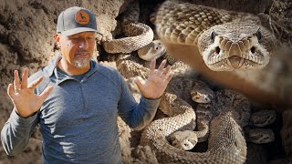 Montanas Most Dangerous Reptile I Found Their Den