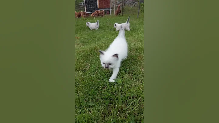 Watch the video about First hunting trip #sacred #birman #kitten #cute
