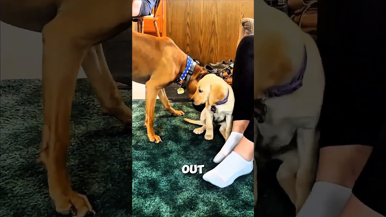 When a Big Dog Meets a Little Dog 😳