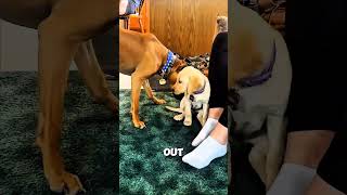 When A Big Dog Meets A Little Dog 