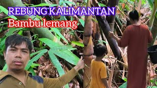 Download Lagu BEGINI HIDUP DIKAMPUNG PEDALAMAN KALIMANTAN // MENCARI REBUNG DI HUTAN RUMPUN BAMBU MP3