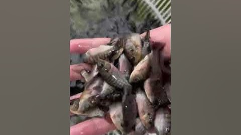 rô phi thái lan C5  dòng hót nhất hiện nay