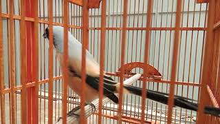 Cendet isian ayam telor