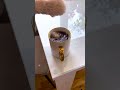 انتقام القطط! 🐾😼 عندما تصبح الطعام ضحية! 🍽️😂 #قطط #انتقام #مواقف_مضحكة #حيوانات_أليفة