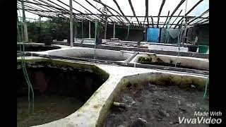 Lele padat tebar di kolam beton