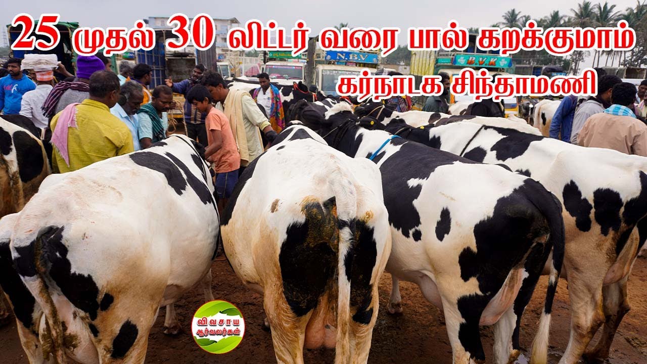 இந்த வாரம் வாங்கிய அதிக கறவை திறன் கொண்ட மாடுகள் #vivasayaarvalargal #cows  #chinthamani
