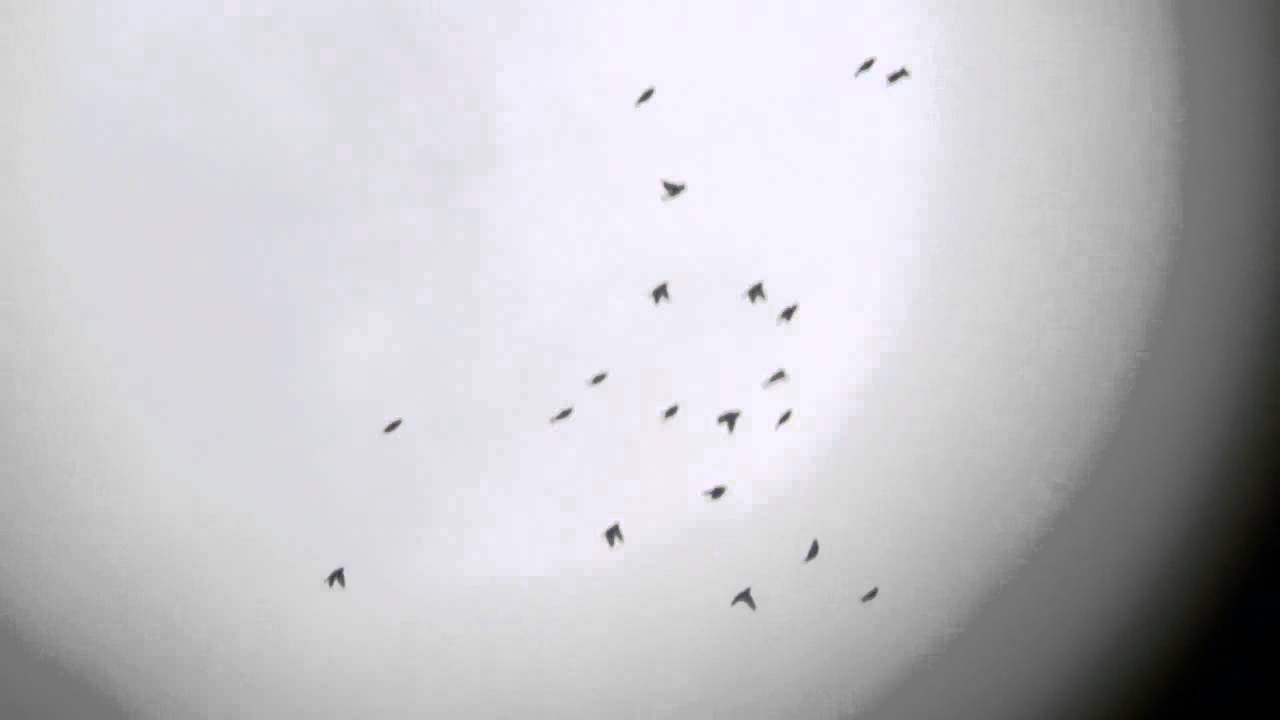 Cedar Waxwings flight