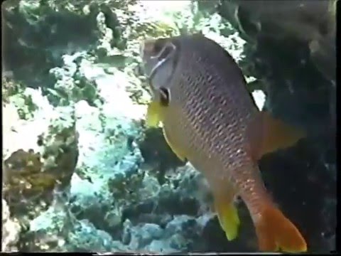 Copy of The Maldives 1991 Diving only video on Bandos house reef