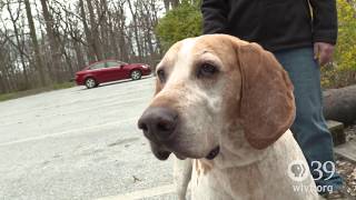 Let's Go! The General's Hounds Event