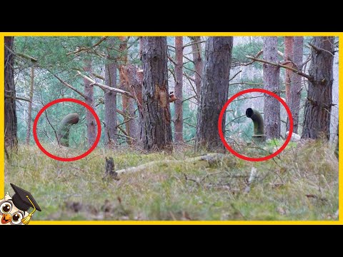 Vidéo: Dans Les Forêts Australiennes, Une Grande Créature Aux Yeux Rouges A été Filmée - Vue Alternative