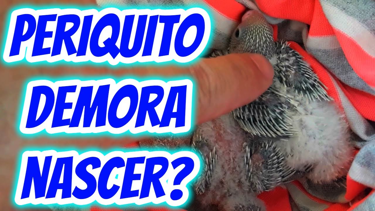 Quantos dias leva para nascer filhotes de periquito australiano?Quanto tempo demora chocar os