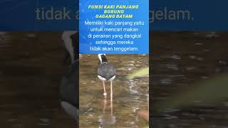 Fungsi Kaki Panjang Burung Gagang Bayam        burungliar gagangbayam burunggagangbayam