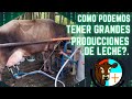 COMO PODEMOS TENER GRANDES PRODUCCIONES DE LECHE?...