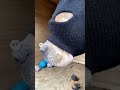 Chronic robbing a dog house part.2 #funny #fypシ #dogfunnyvideos #comedyvideo #dogvideos #dog #ai