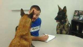 Dogs Can't Stop Being Overly Dramatic with Their Owners 😂 Funny Dog & Human Video