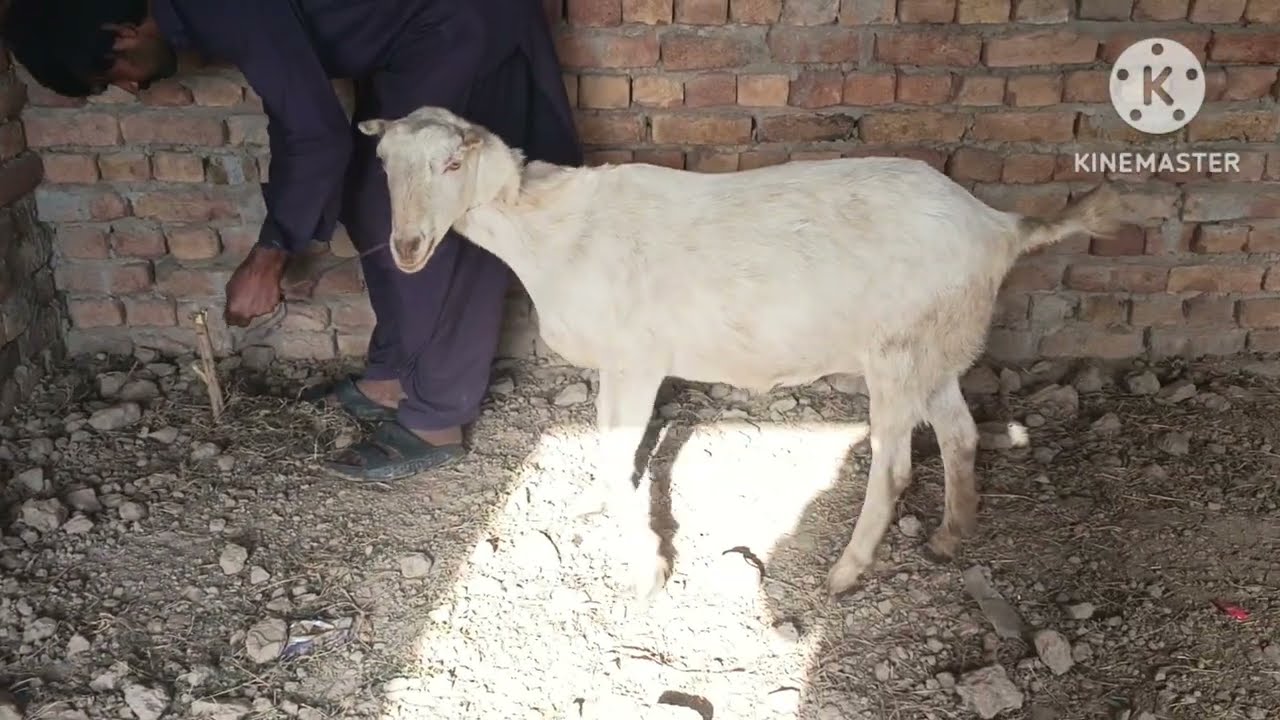 Goats treatment female