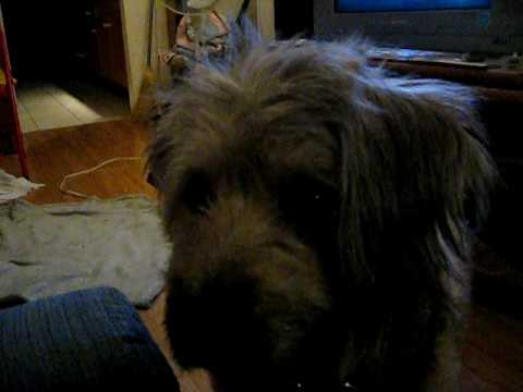 Video: Yaşlı Köpəklərdə Bilişsel Fonksiyonun Artırılması - Bəslənmə Nuggets Dog