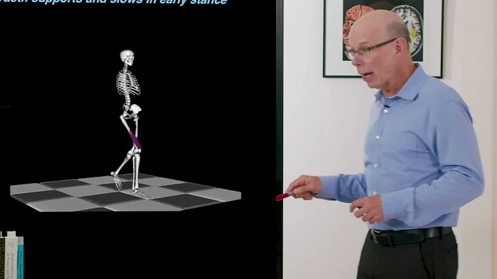 Biomechanics of Movement | Lecture 11.5: How Walking Speed Affects Muscle Actions