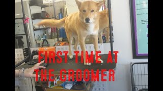 Wolf Daddy takes his dogs to the groomer... by Wolf Daddy Leyton Jay Cougar 85 views 2 years ago 15 minutes