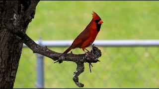 Nesting Cardinals & Eurasian Tree Sparrows, American Robins & a Cottontail Rabbit