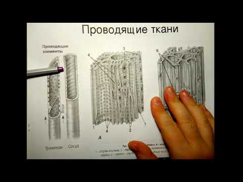 Ткани растений