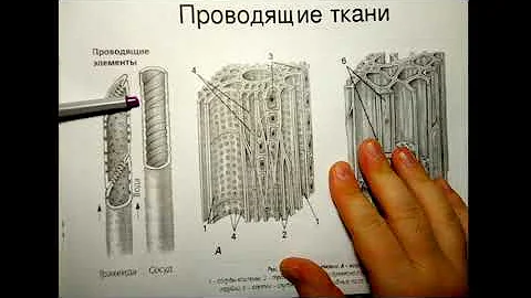 Ткани растений