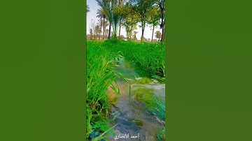 تلاوة مباركة من سورة المائدة. الشيخ المرحوم سيد سعيد