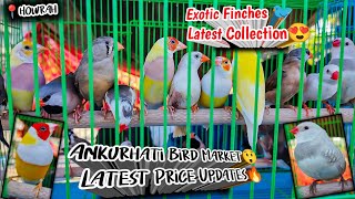 Exotic Finches  | Ankurhati Birds Market  | Recent Exotic Bird Price Update | Howrah Pakhir Haat