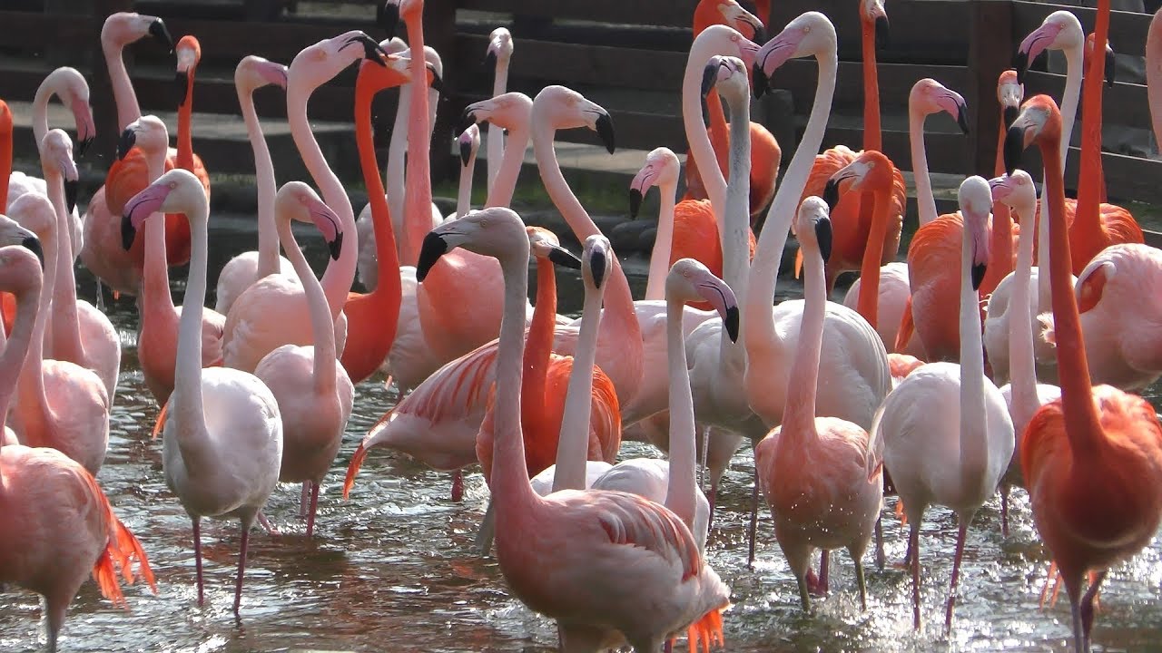 3種の フラミンゴ (海の中道海浜公園 動物の森) 2019年4月24日 | ZFC.jp