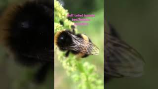 Download Lagu Buff tailed bumble bee/Bombus terrestris MP3