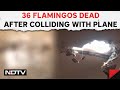Emirates Flight Hits Flamingo Birds In Mumbai