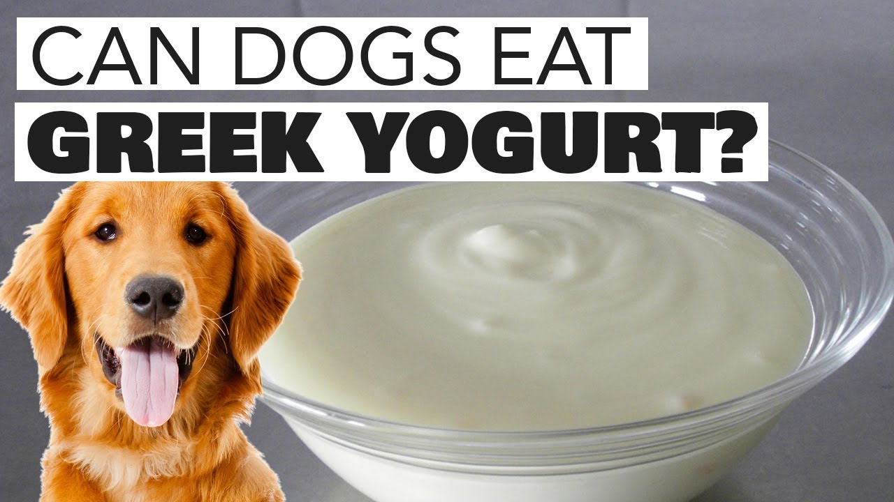 Какие собаки едят йогурт собаки. Sometimes my Dog eat. What is safe for Dogs to eat. Yogurt half White half Black with a Dog. Dogs eat перевод на русский