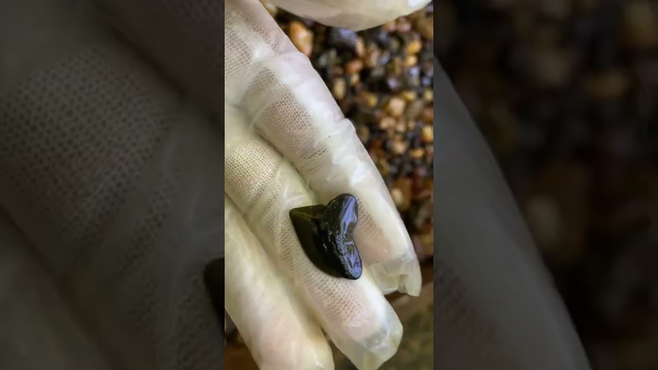 Can you SPOT the FOSSIL SHARK TOOTH? (pt. 6)