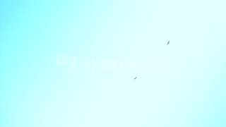 Couple Of Birds In Sky Two Birds Fly Highly In The Sky Two Birds Fly Row In The Sky Rcmyvqnex