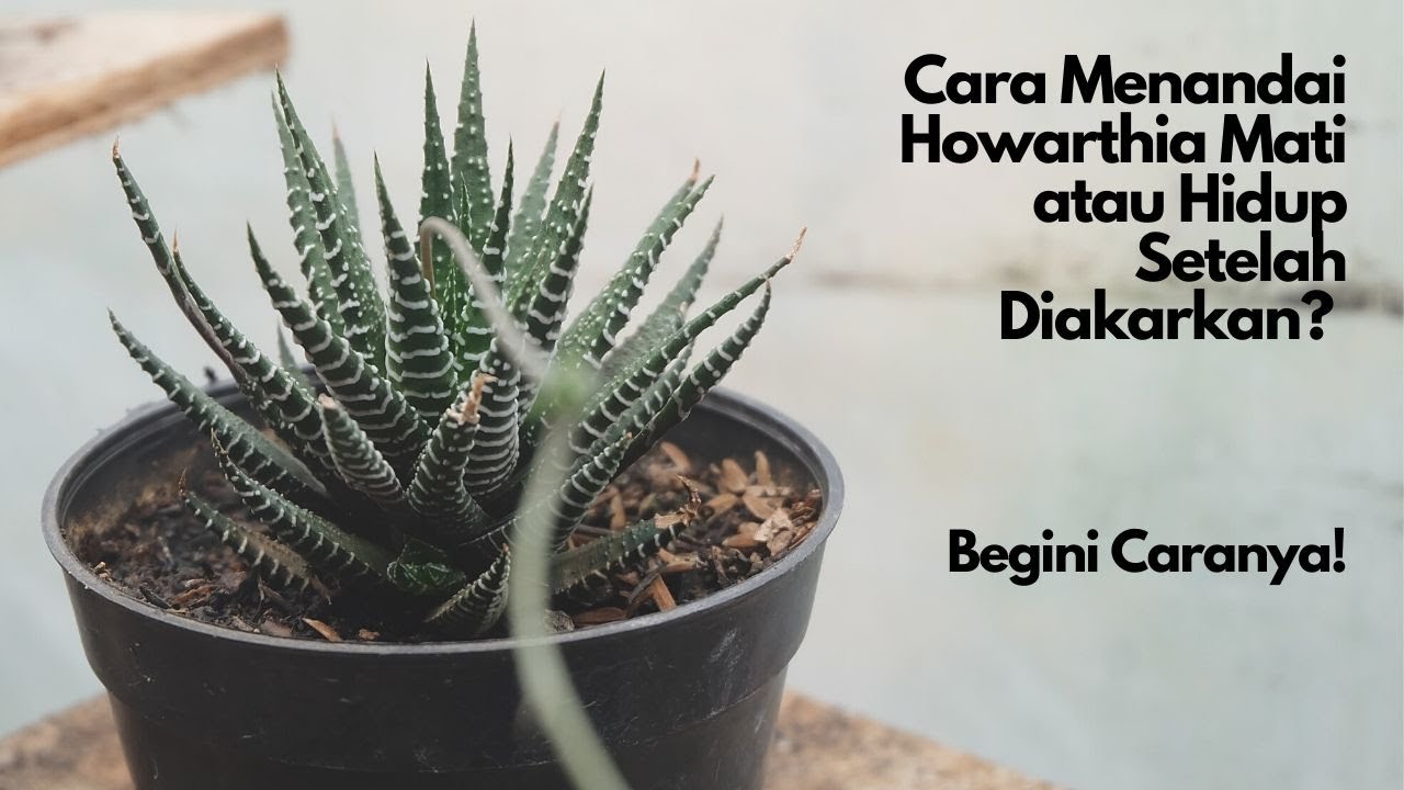 Cara Mengidentifikasi Sukulen Howarthia Zebra Yang Mati Atau Hidup Hanya Sekali Lihat Youtube