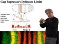 Mike Levine (UC Berkeley) Part 1: Transcriptional Precision: Enhancers