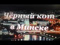 Чёрный кот в Минске