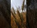 Wheat short short shortsupport kisan farmerloverindianarmy