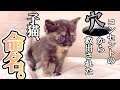 コンセントの穴から救い出されたサビ猫に、名前を贈る日【シャンプーしてきれいになるよ】