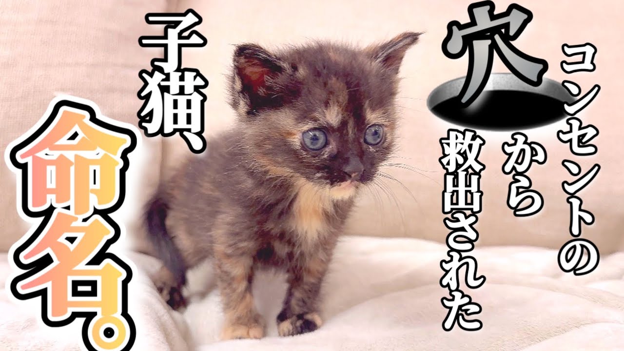 支えるネコ The day to give a name to a tortoiseshell cat rescued from a