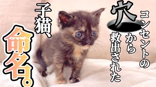 The day to give a name to a tortoiseshell cat rescued from a
