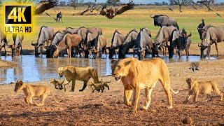 African Animals 4K: Lake Nakuru National Park  Wildlife & Animals of Africa With Real Sounds  4K