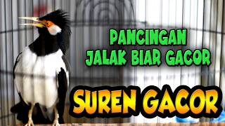 Pasti Membuat Jalak Suren Ikut Gacor Bonus Bongkar Isian