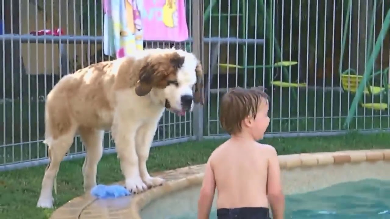 Dog loves Baby Compilation - YouTube