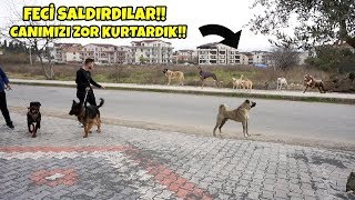 Pitbull , Alman Kurdu Ve Rottweiler İle Sokak Köpeklerinin Saldırsına Uğradık! ( FECİ SALDIRDILAR!!)