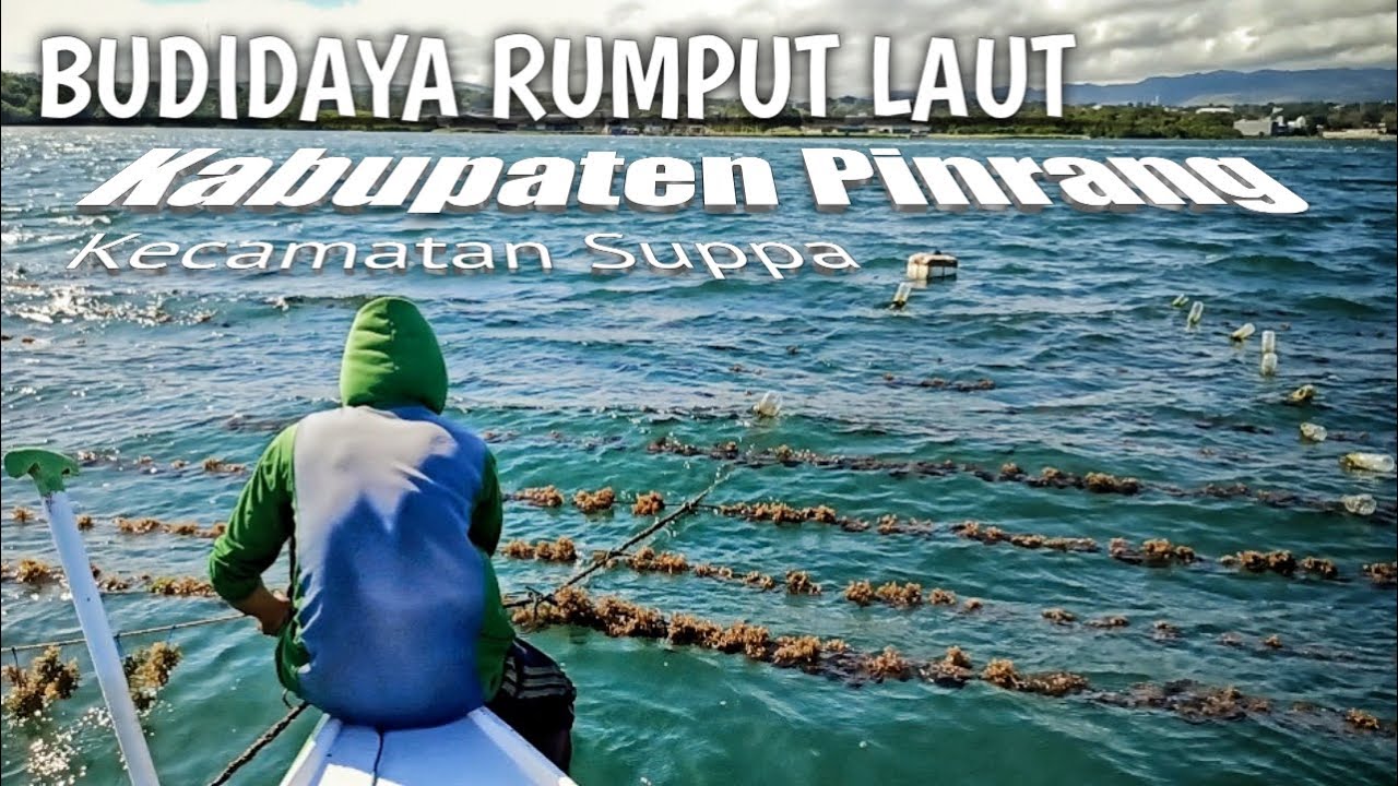 Budidaya Rumput Laut Pinrang Kecamatan Suppa 