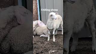 Sheep chilling out in the morning