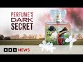 Luxury perfumes linked to child labour, BBC finds | BBC News