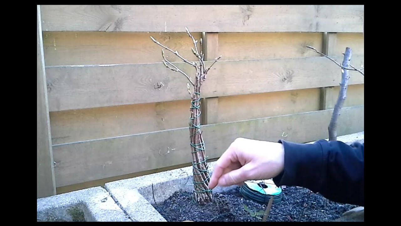 Acer Campestre Fusion Bonsai 1 YouTube