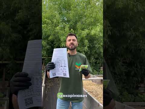 Саджанці апельсина Валенсія - ранній, ароматний, солодкий, відео 1